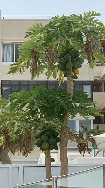 Gartenanlage Hotel Islas Paraiso