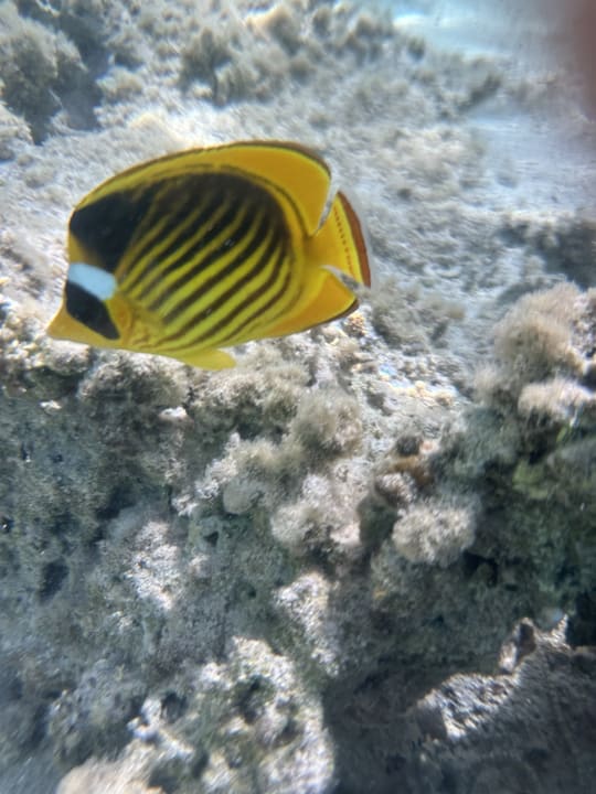 Sport & Freizeit Lazuli Hotel Marsa Alam