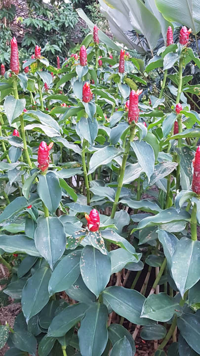 Gartenanlage Moracea by Khao Lak Resort