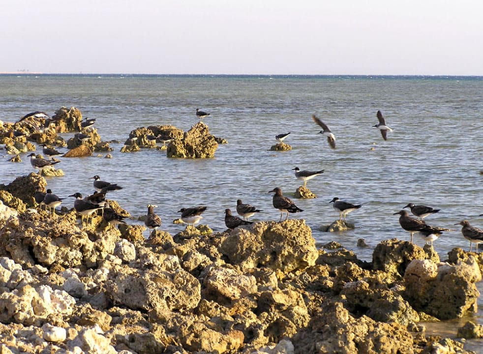 Strandbesuch Grand Makadi