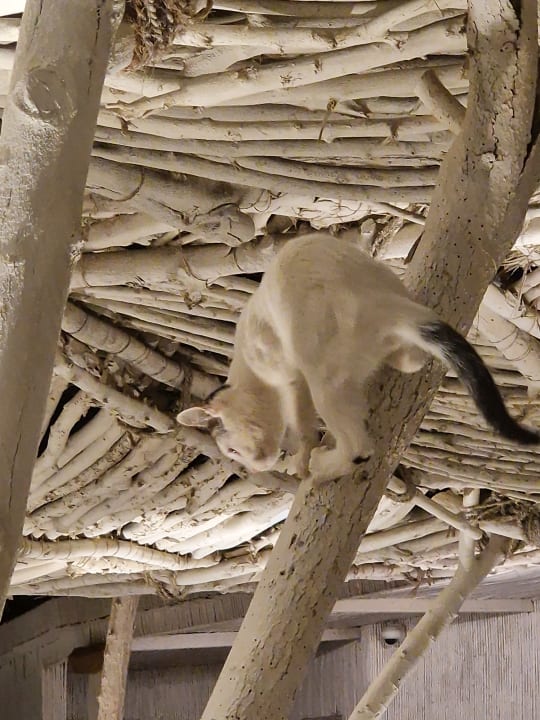 Sonstiges Meraki Resort (Adults Only)