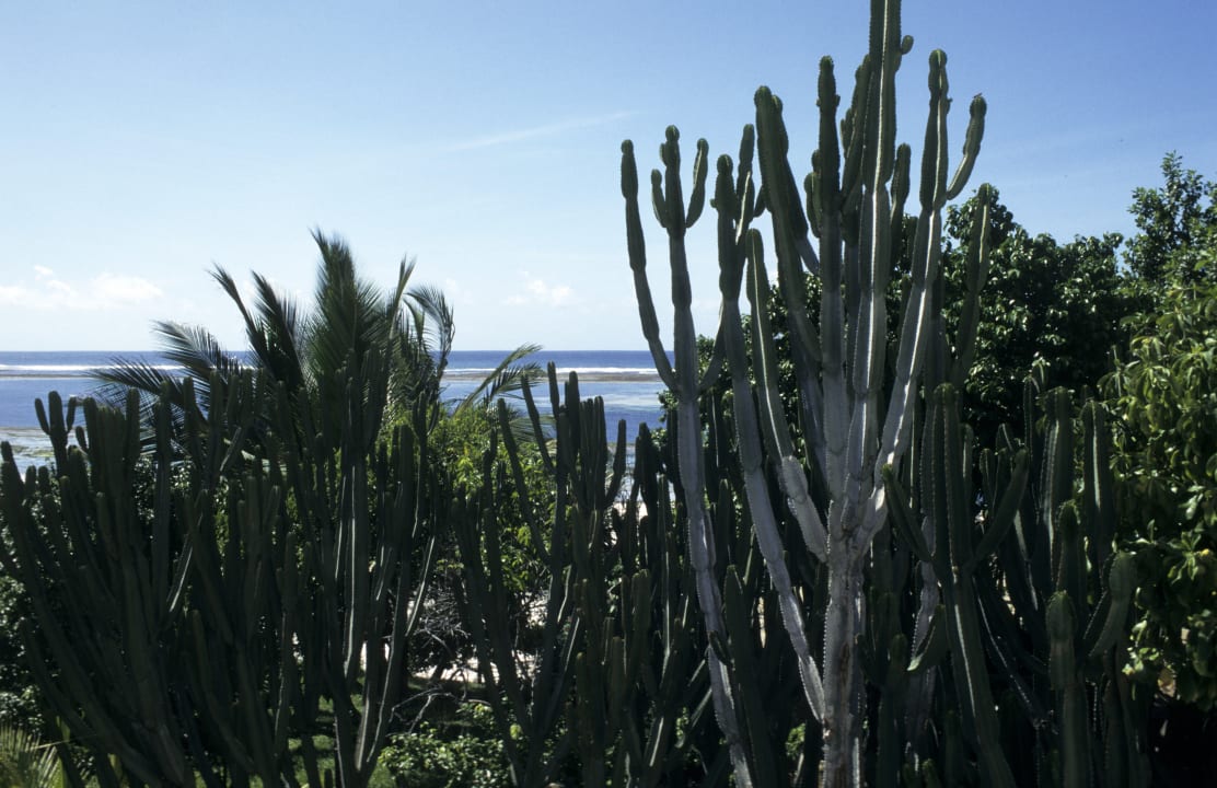 Gartenanlage Kaskazi Beach Resort