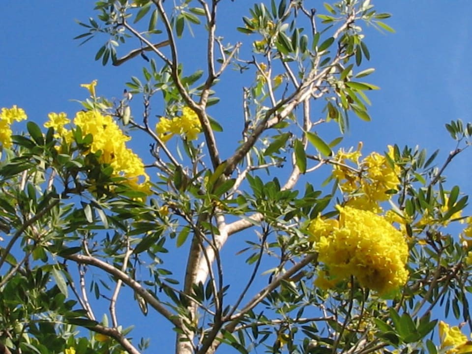 Überall blüht es! Hotel Lanta Sand Resort & Spa