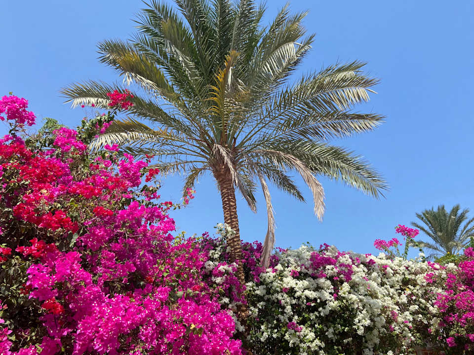 Gartenanlage Desert Rose