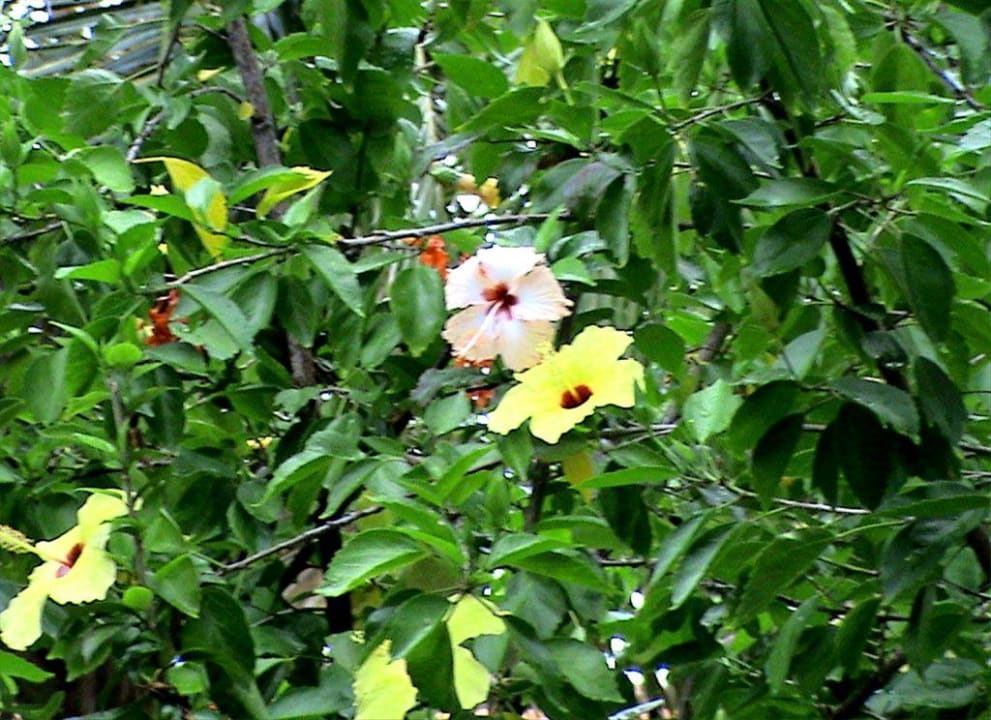 Hotelanlage: Pflanzen Hotel Pousada Praia das Ondas