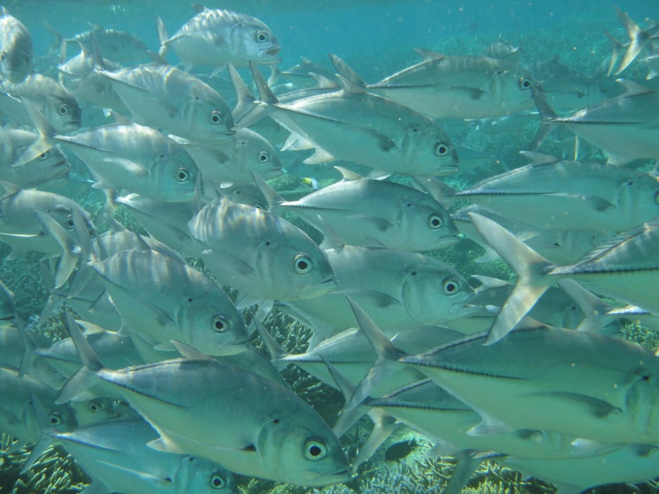 Unterwasserwelt Mirihi Island Resort