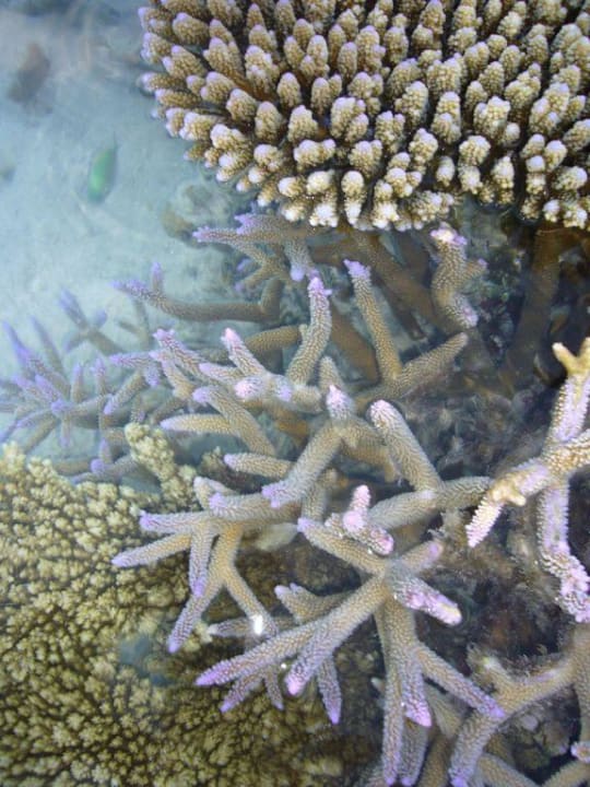 Korallen am Hausriff Vilamendhoo Island Resort & Spa