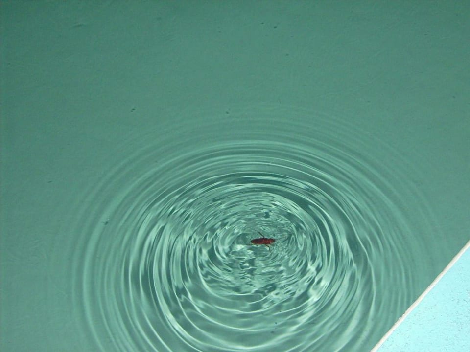 Kakerlake Servatur Alameda de Jandía