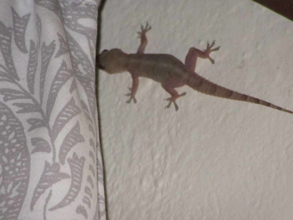 Zimmer Baobab Beach Resort & Spa