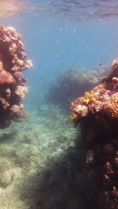 Hotel Lahami Lahami Bay Beach Resort