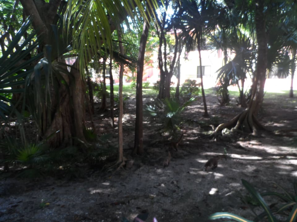 Ogród Hotel Riu Tequila