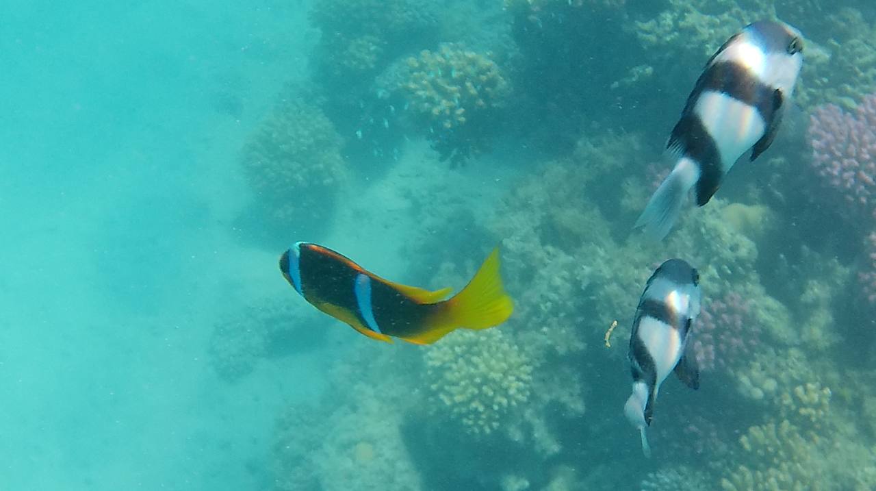 Strand Imperial Shams Abu Soma