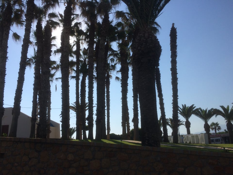 Gartenanlage Lyttos Beach Hotel