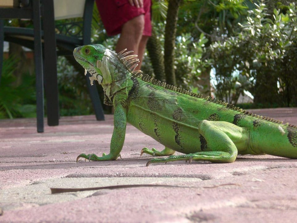 Leguan Divi Aruba All Inclusive