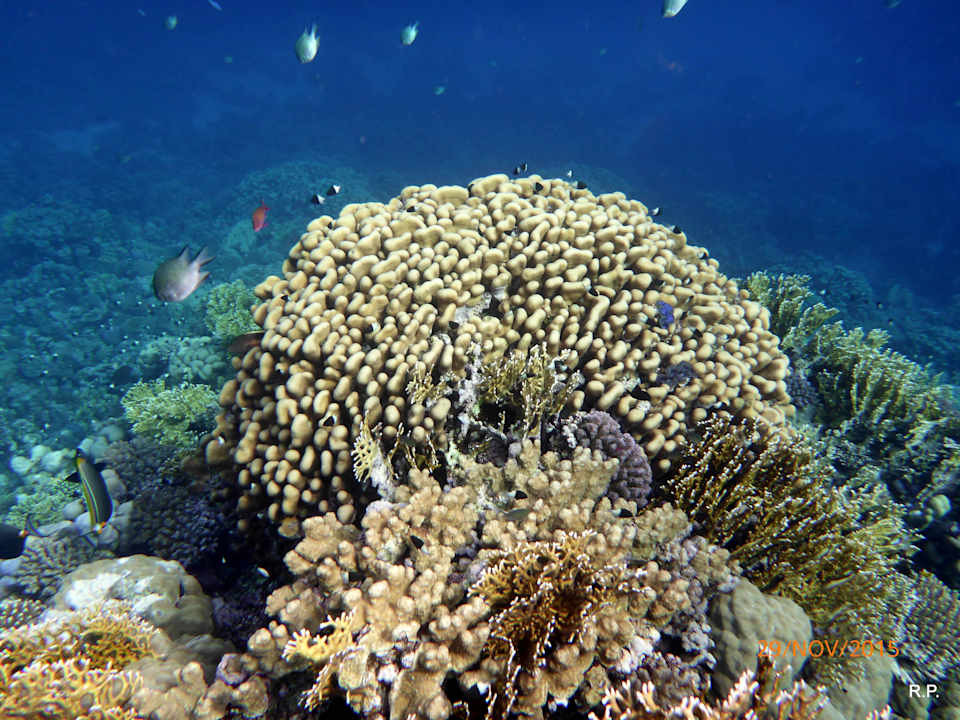 Unterwasserwelt Pensée Royal Garden Beach Resort