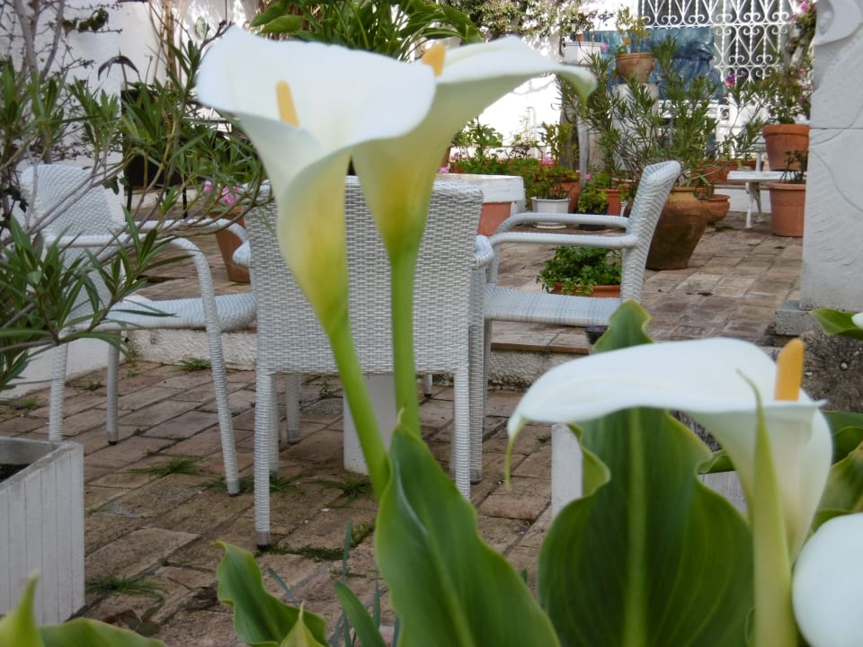 Gartenanlage Hotel Quinta Paraiso da Mia