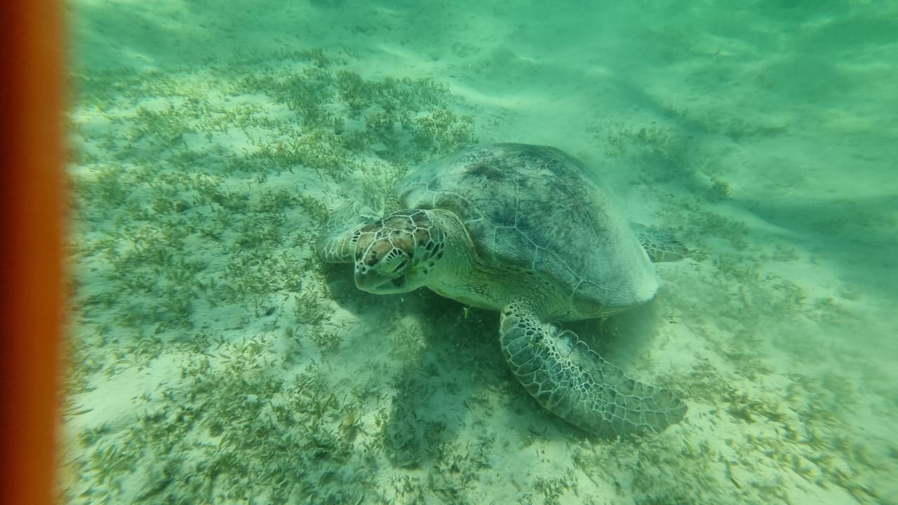 Sport & Freizeit Hotel Gorgonia Beach Resort