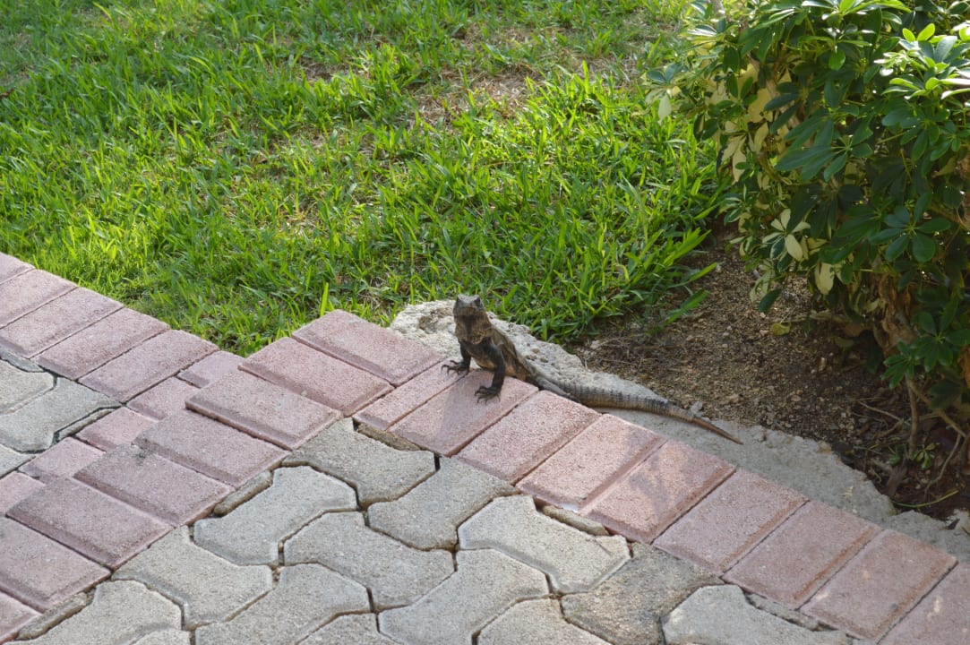 Leguane begleiten einen durch die ganze Anlage Grand Palladium Kantenah Resort & Spa