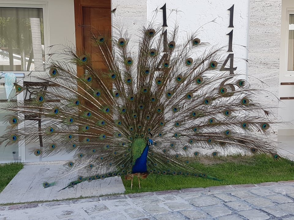 Gartenanlage Villas Bavaro Resort & Spa