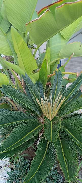 Außenansicht Iberostar Selection Diar El Andalous