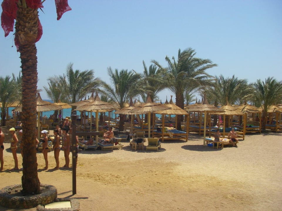Strand van Beach Albatros Beach Albatros Resort