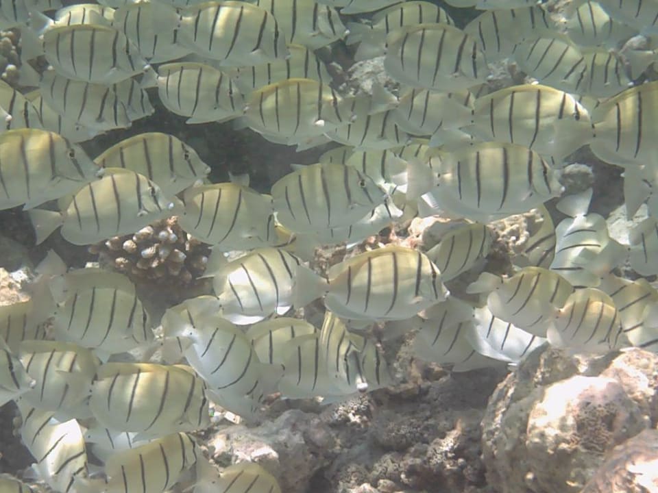 Schwarmfische Embudu Village