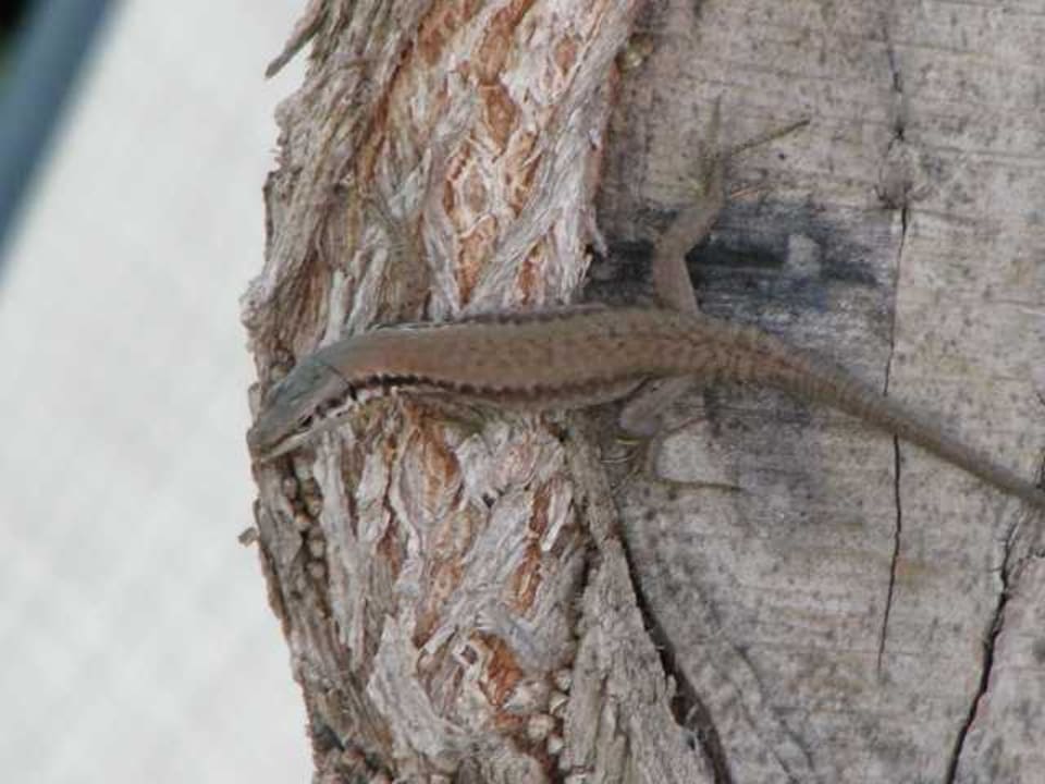 Tierischer Besuch Ali Bey Club