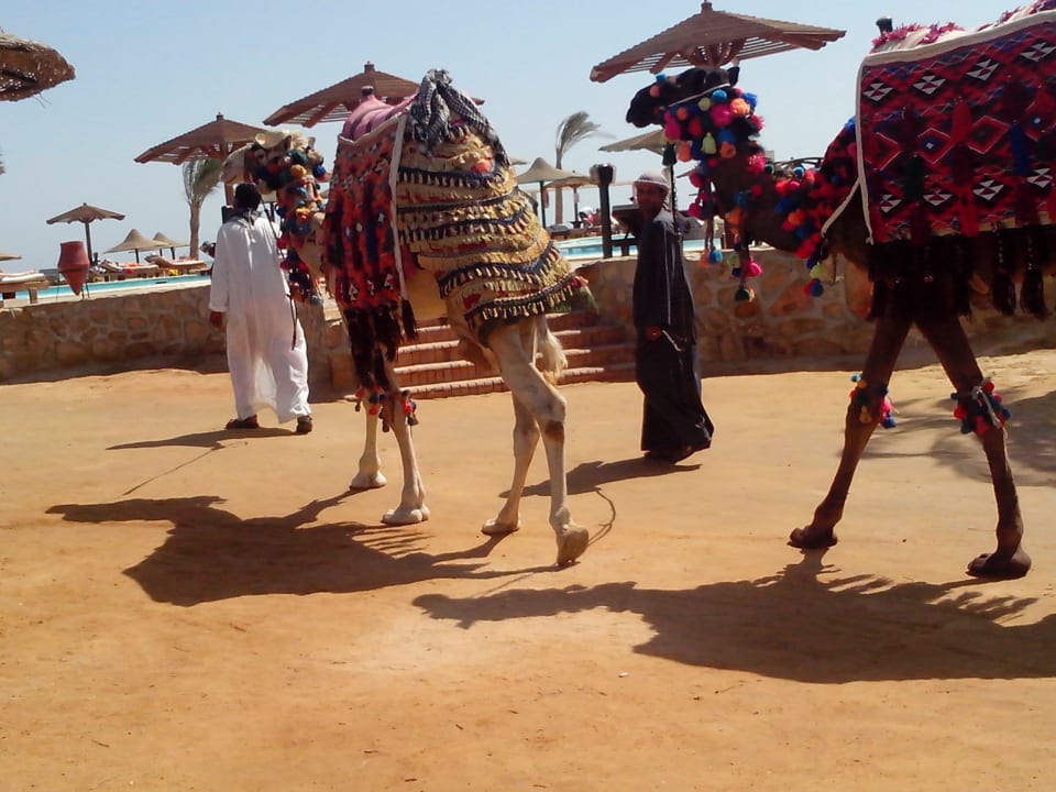 Верблюды макс и маша Riviera Aqua Park Resort