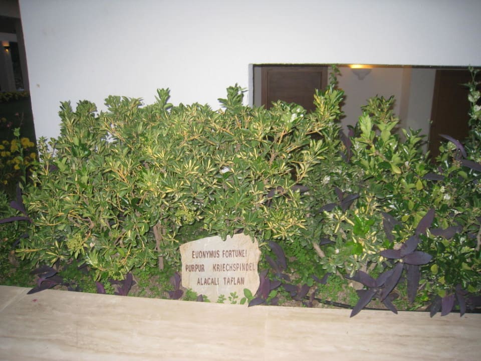 Alle Pflanzen sind Beschriftet Monachus Family Resort Sorgun