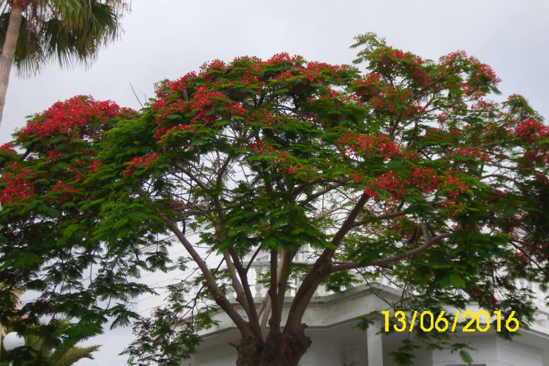Viel Grün Lagos de Fañabé Beach Resort