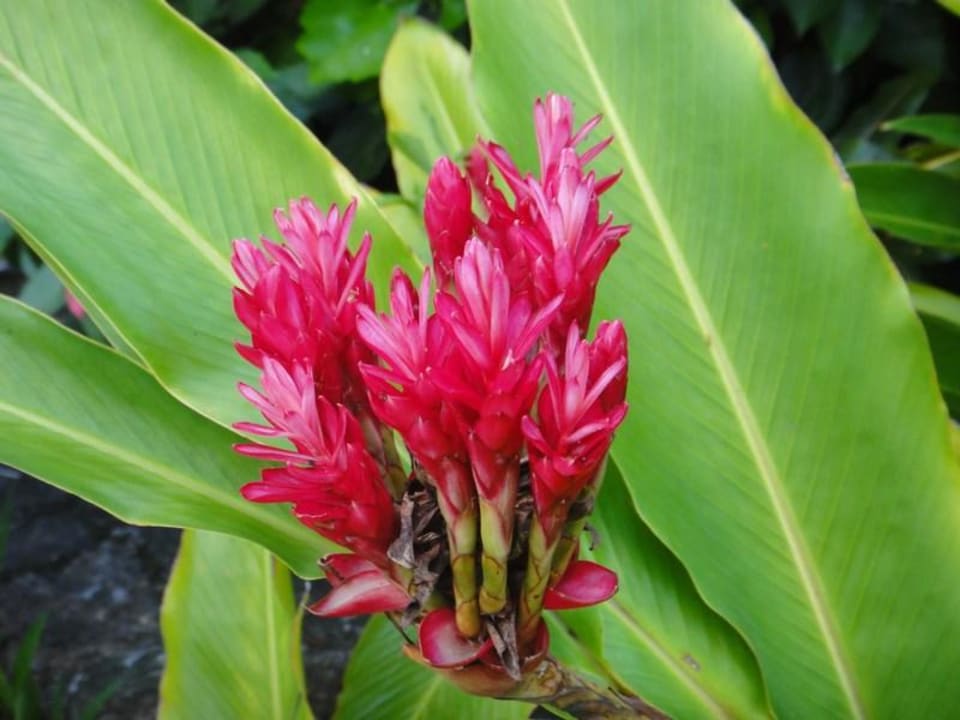 La spa Shandrani Beachcomber Resort & Spa