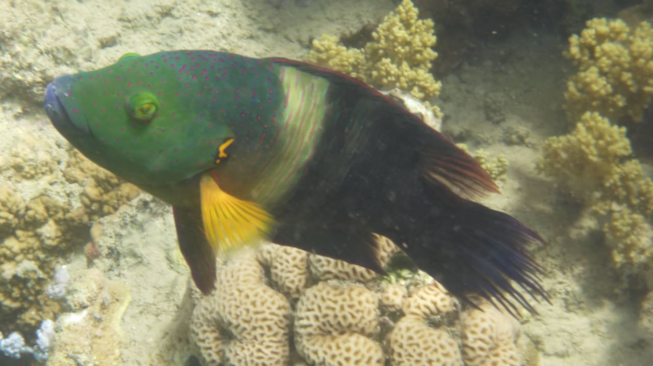 Hotel Lahami Bay Besenschwanz Lippfisch Lahami Bay Beach Resort