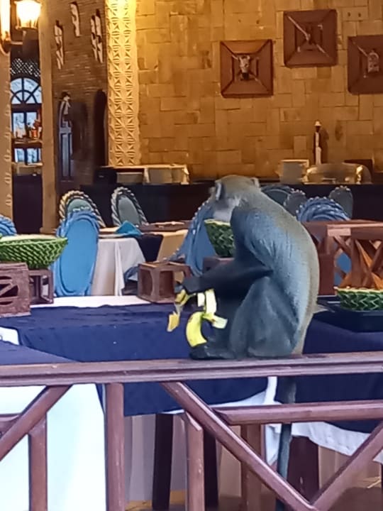 Gastro Neptune Paradise Beach Resort & Spa