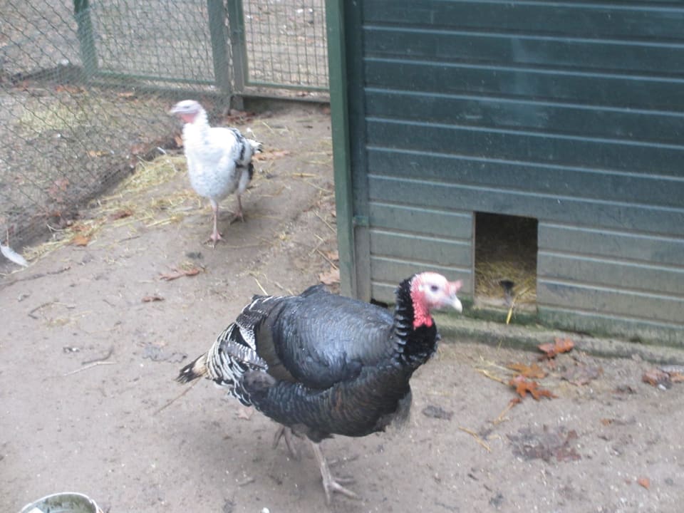 Kidnerbauernhof Ferienpark Landal De Lommerbergen
