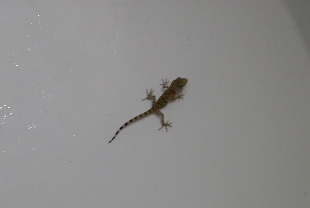 Hilton Sharm Dreams JAZ Sharm Dream