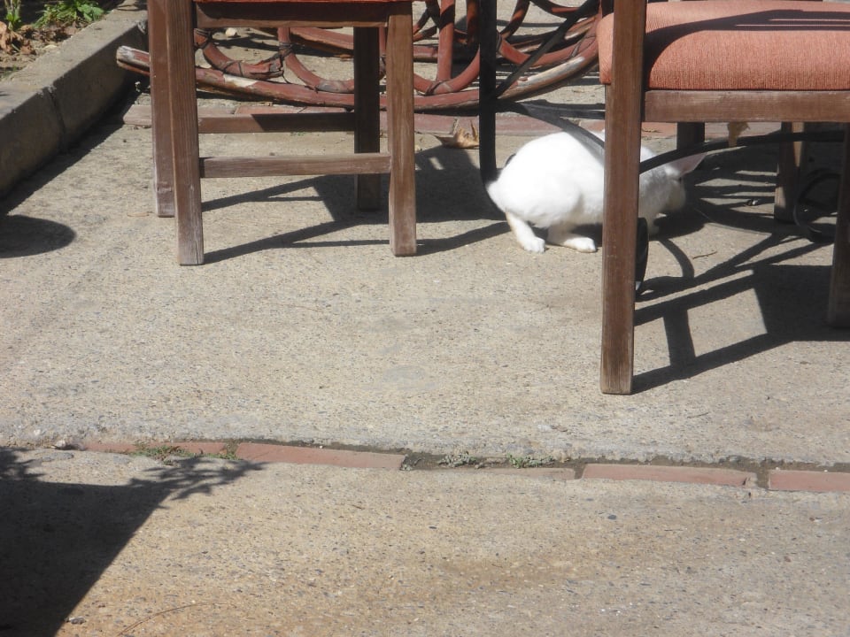 Kaninchen vor der Lbby Hotel Arabella World