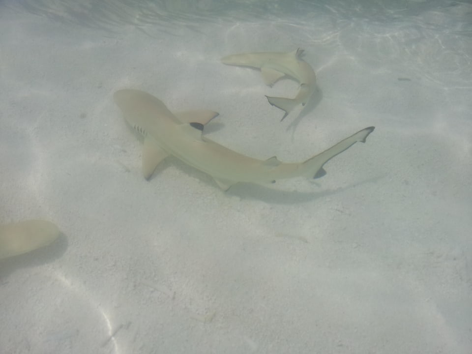 Haialarm Meeru Maldives Resort Island