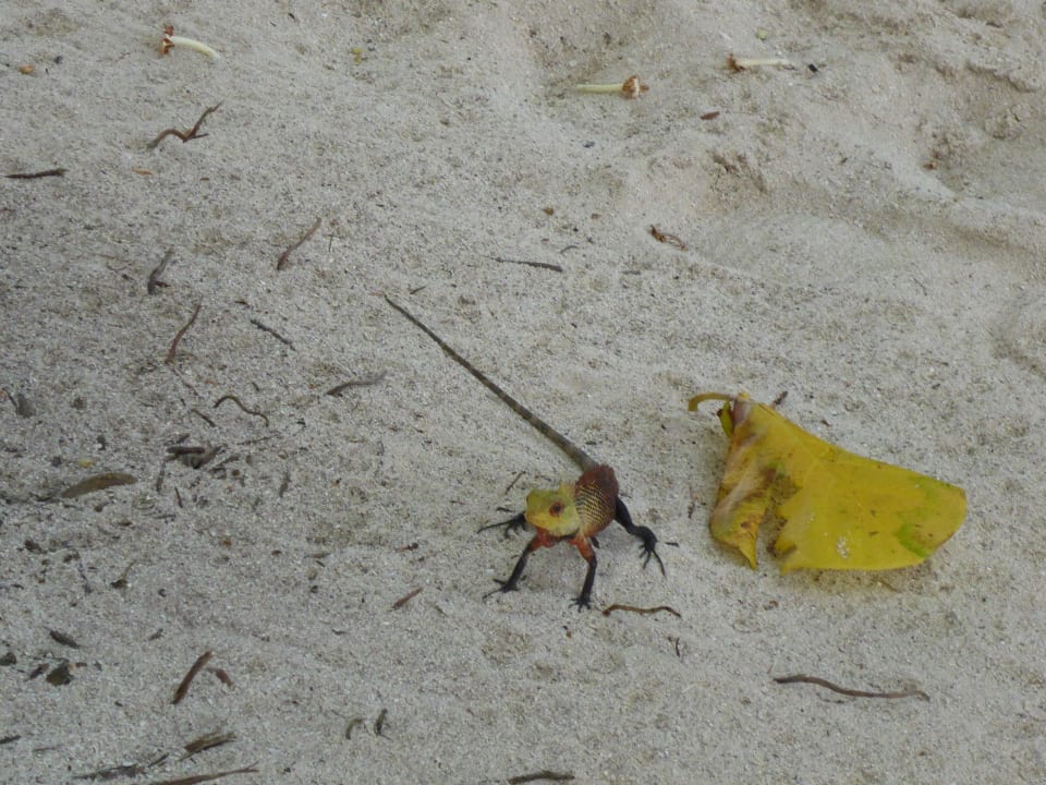 Immer unterwegs Kuramathi Maldives