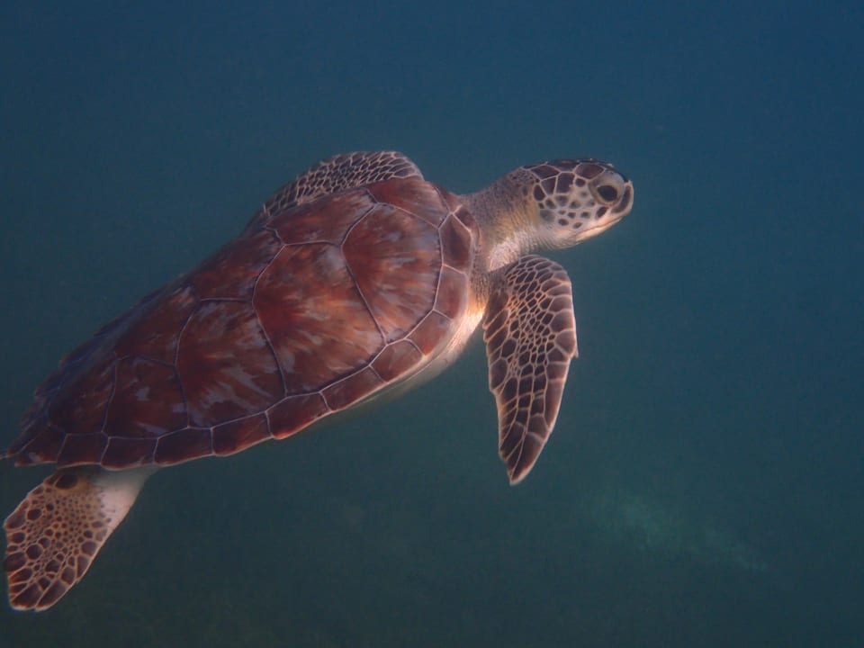 Strand Akumal Bay Beach & Wellness Resort