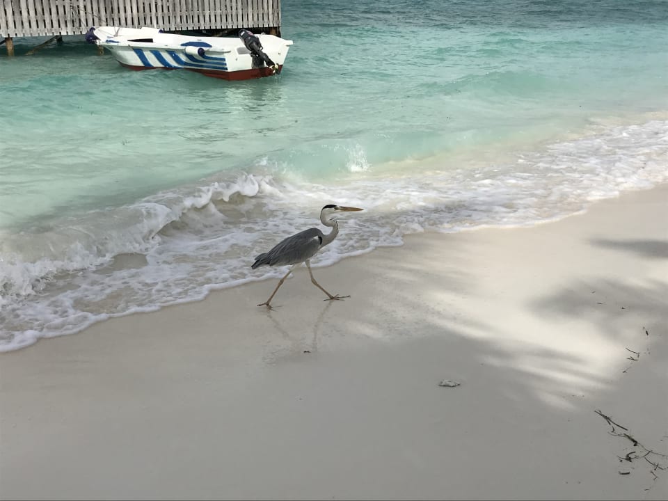 Strand Meeru Maldives Resort Island