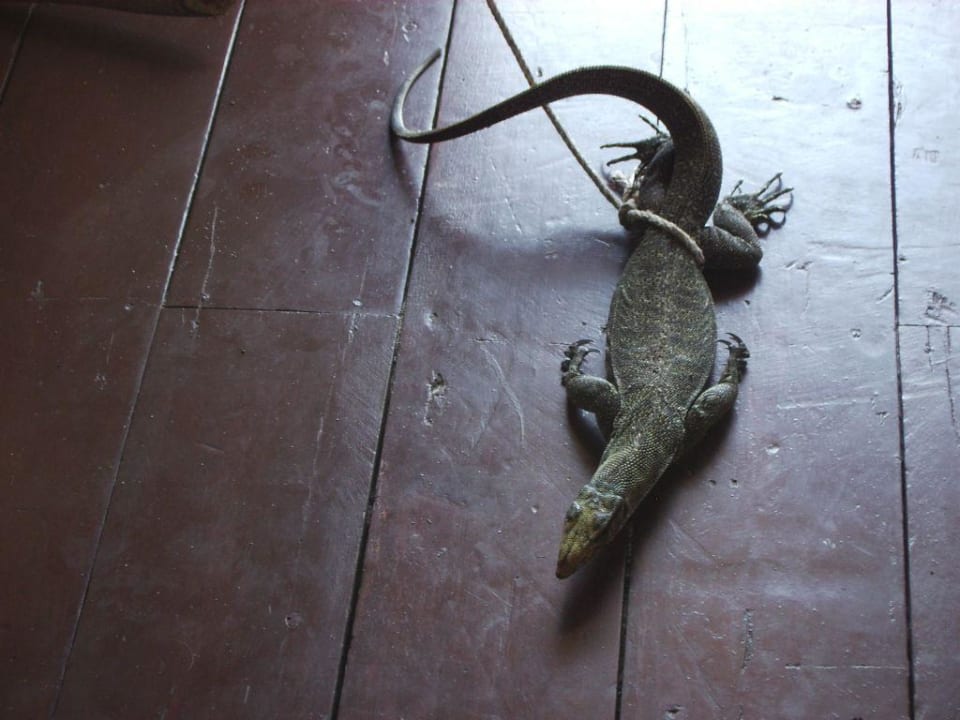 Dieses Tierchen raubte uns den Schlaf Mayalay Beach Resort