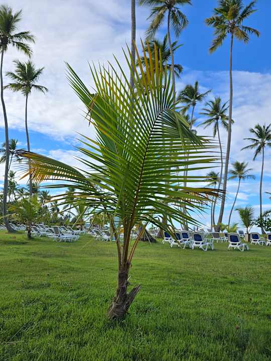 Strand Wyndham Alltra Samana