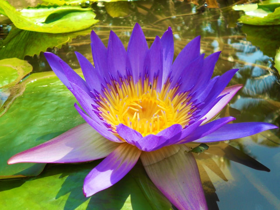Seerose Santiburi Koh Samui