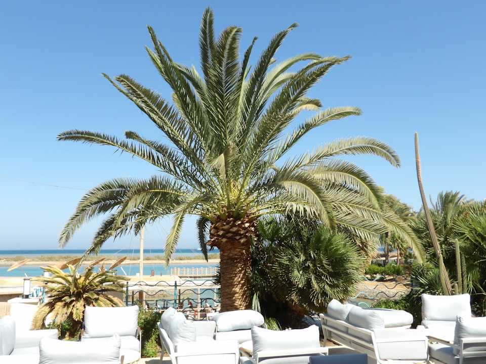 Gastro Sheraton Miramar Resort El Gouna