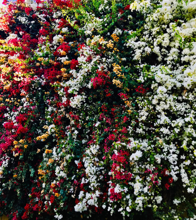 Gartenanlage Desert Rose