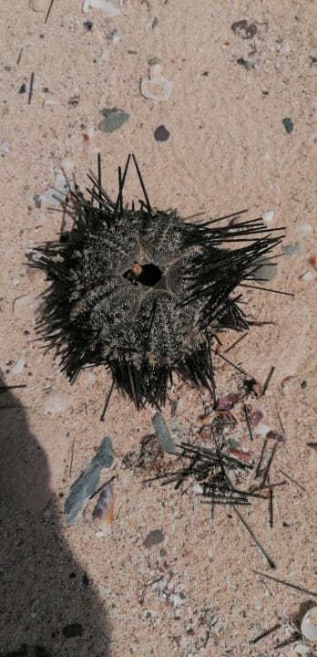 Strand Novotel Marsa Alam Beach Resort