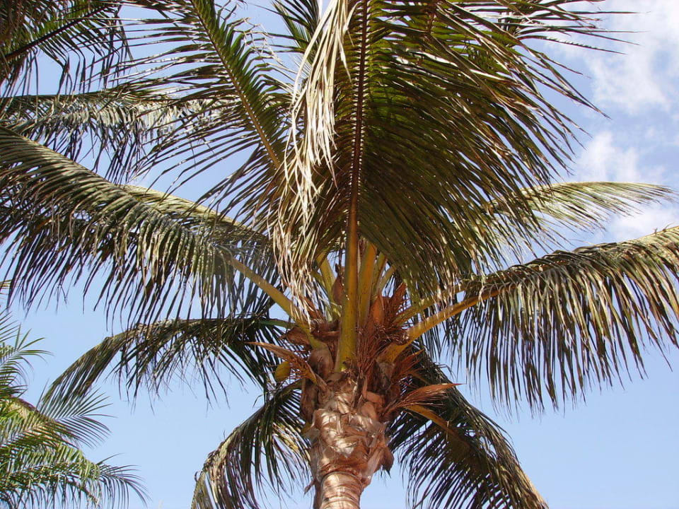 Meine Aussicht von meiner Liege aus Club Hotel Drago Park