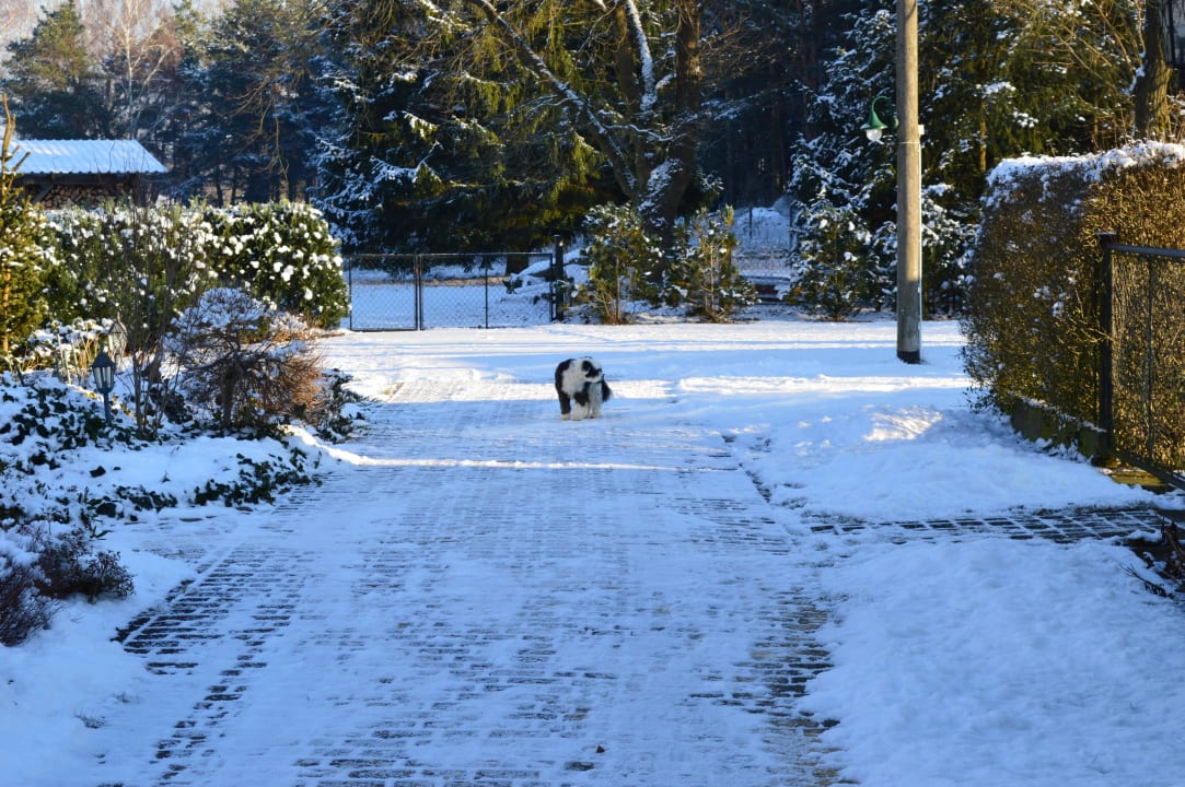 Haushund Mosby im Garten  Pension Amalienhof