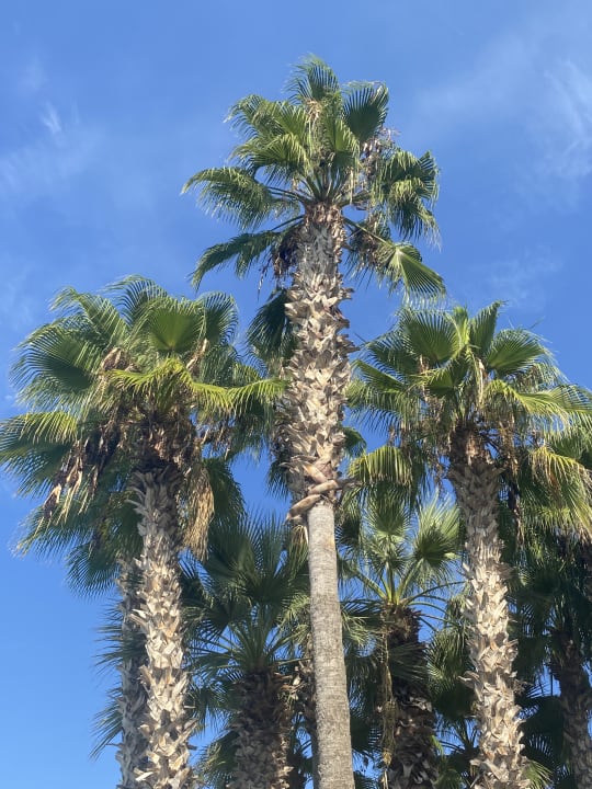 Außenansicht Labranda Alantur Resort