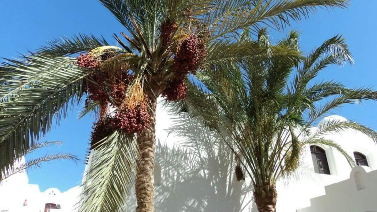 Dattelpalmen Arabella Azur Resort